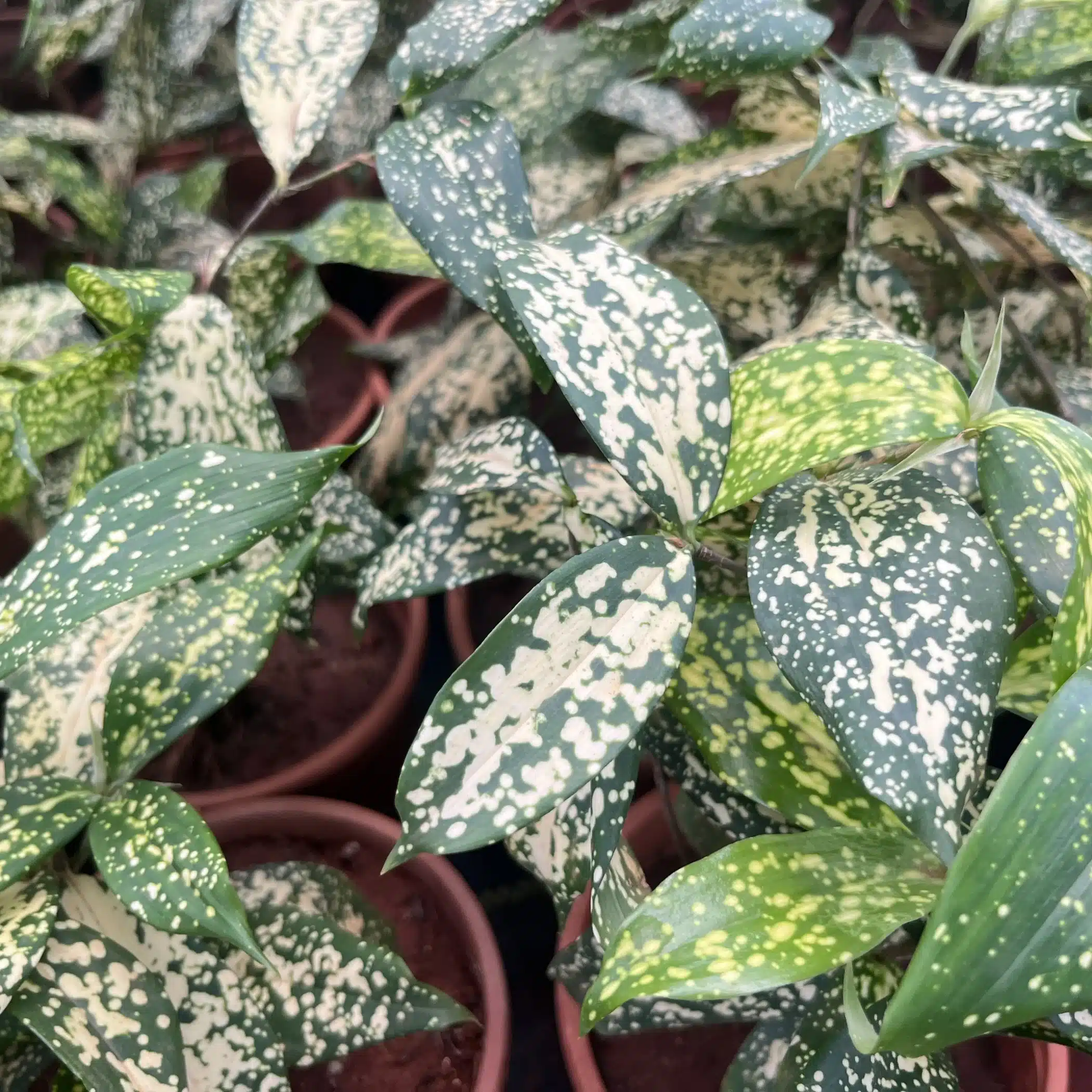 Gold dust dracaena/Dracaena surculosa (Single Plant) - Image 5