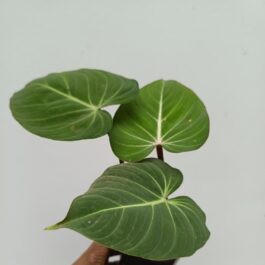 Large sized -Philodendron Gloriosum