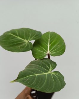 Philodendron Gloriosum (Large plant)