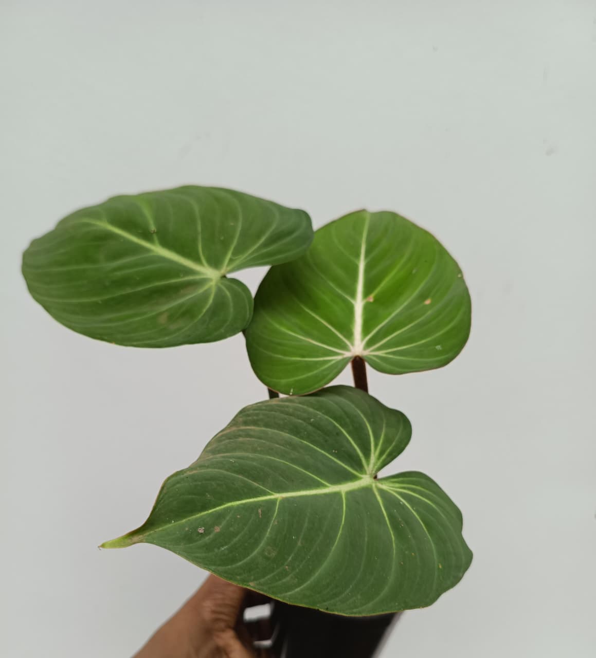Philodendron Gloriosum (Large plant) - Image 2