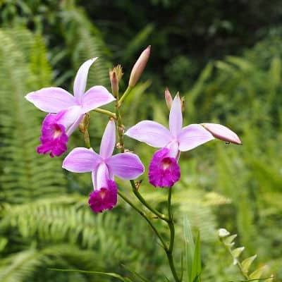 Bamboo orchid ( 5 plants) - Image 4