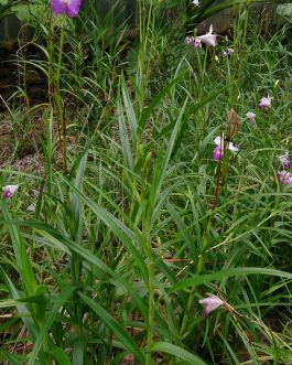 Bamboo orchid ( 5 plants)