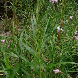 Bamboo orchid ( 5 plants)