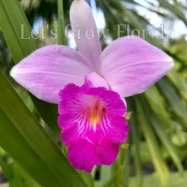 Bamboo orchid ( 5 plants)