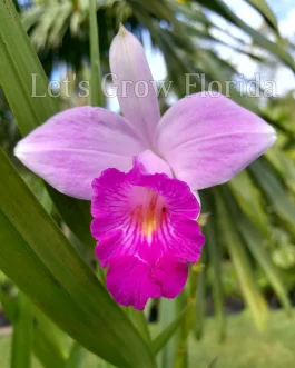 Bamboo orchid ( 5 plants)