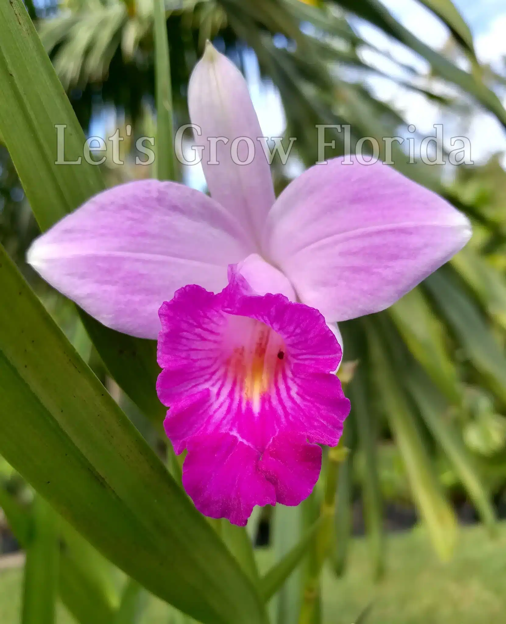 Bamboo orchid ( 5 plants)