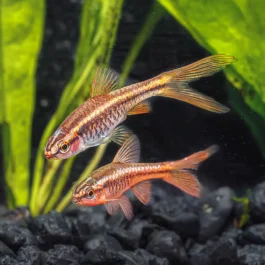 Cherry barb vailtail ( 6 pcs)