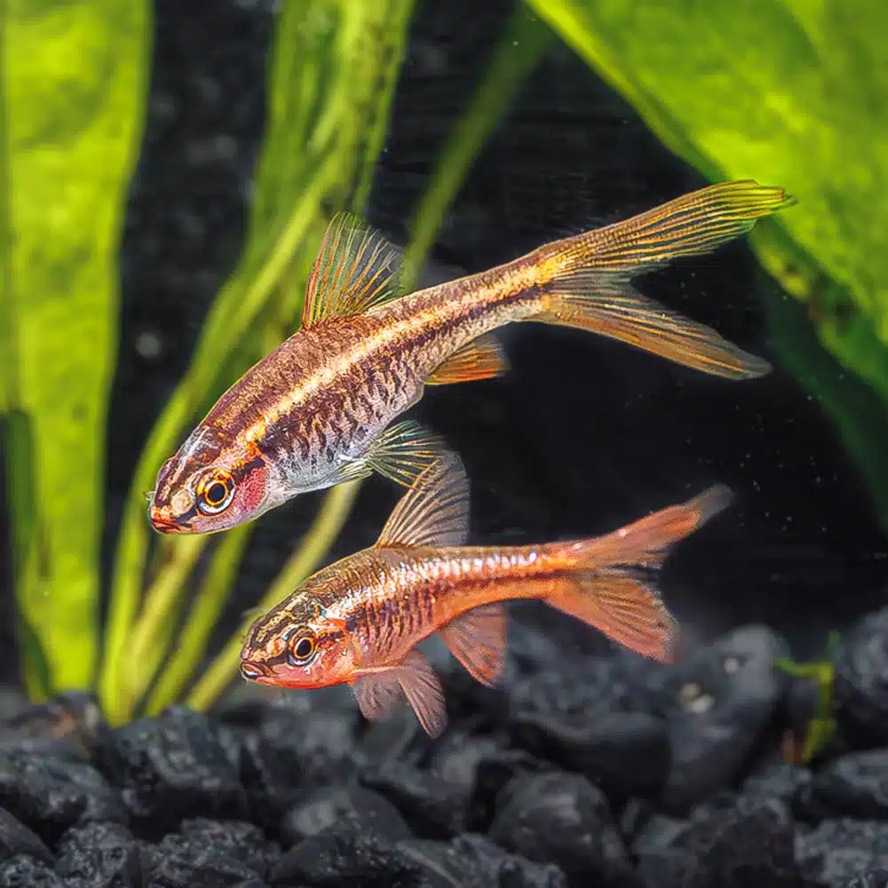 Cherry barb vailtail ( 6 pcs) - Image 2