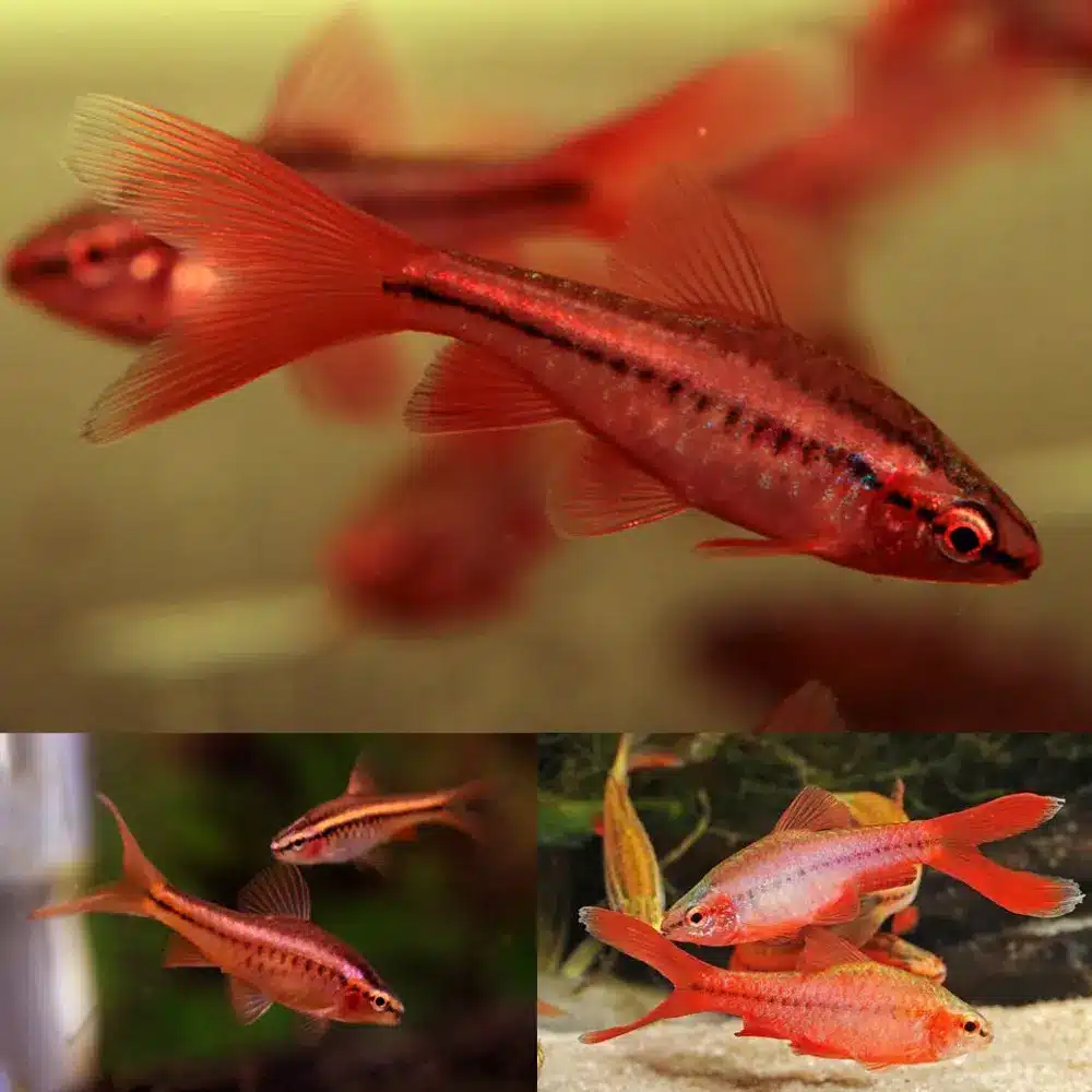 Cherry barb vailtail ( 6 pcs) - Image 5