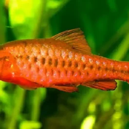 Cherry barb vailtail ( 6 pcs)