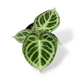 Anthurium Dorayaki (jiffy sized)