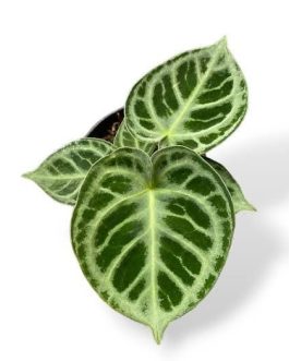 Anthurium Dorayaki (jiffy sized)