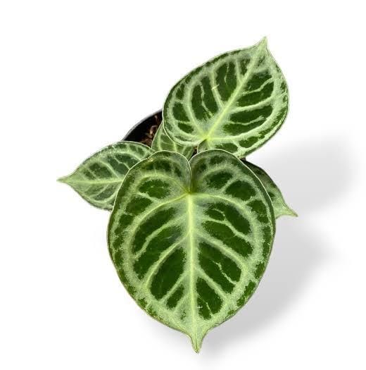 Anthurium Dorayaki (jiffy sized) - Image 2