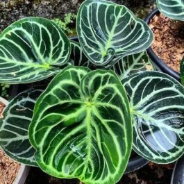 Anthurium Dorayaki (jiffy sized)