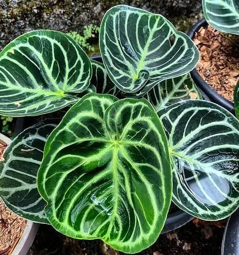 Anthurium Dorayaki (jiffy sized)