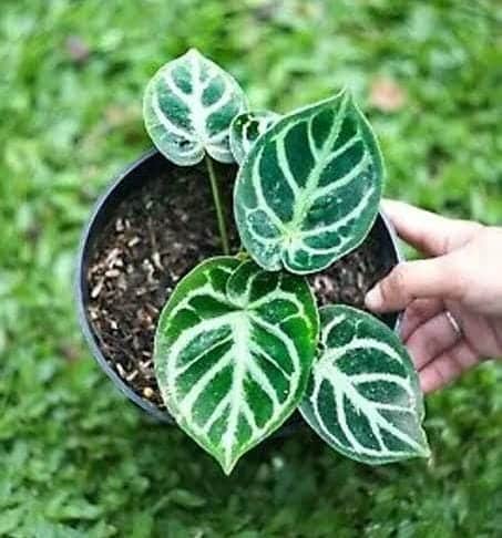 Anthurium Dorayaki (jiffy sized) - Image 3