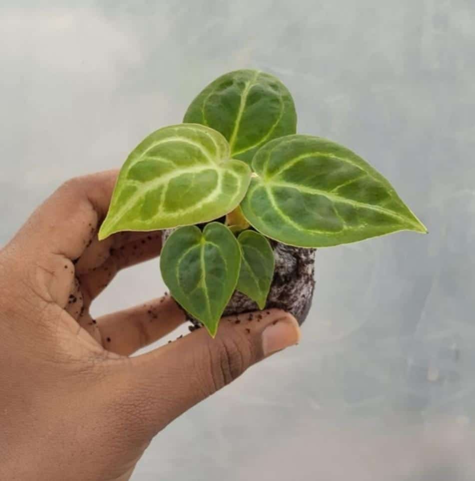 Anthurium Dorayaki (jiffy sized) - Image 5