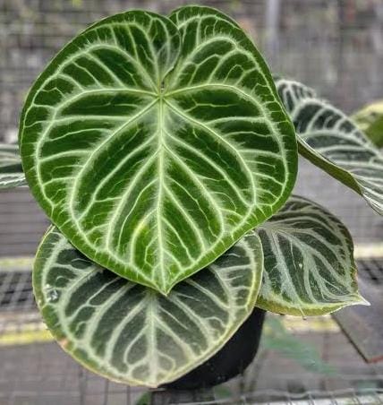 Anthurium Dorayaki (jiffy sized) - Image 4