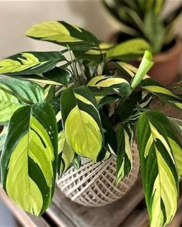 Calathea yellow mosaic (jiffy sized)