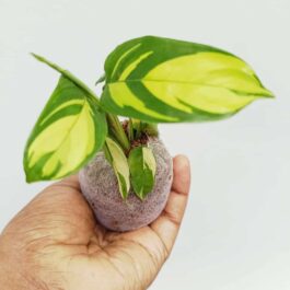 Calathea yellow mosaic (jiffy sized)