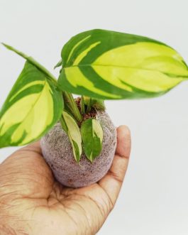Calathea yellow mosaic (jiffy sized)