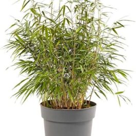 Mini bamboo plant ( Large plant)
