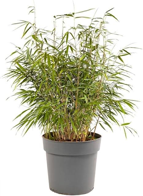 Mini bamboo plant ( Large plant) - Image 2