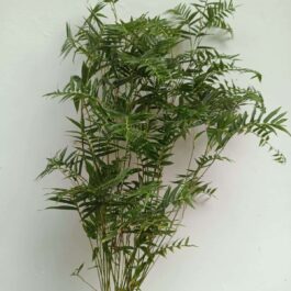 Mini bamboo plant ( Large plant)