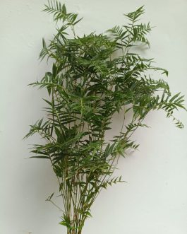 Mini bamboo plant ( Large plant)