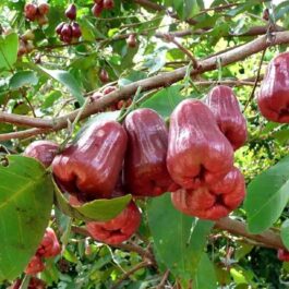 Thai Red Water Apple Grafted Fruit Plant (single plant- medium sized)