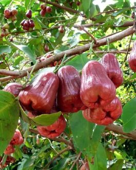 Thai Red Water Apple Grafted Fruit Plant (single plant- medium sized)