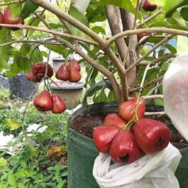 Thai Red Water Apple Grafted Fruit Plant (single plant- medium sized)