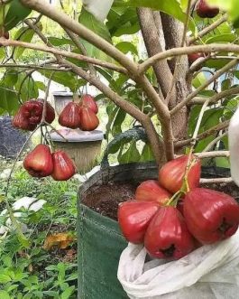 Thai Red Water Apple Grafted Fruit Plant (single plant- medium sized)