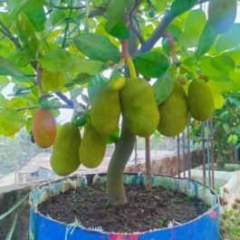 Vietnam Super Early Jackfruit (single plant)