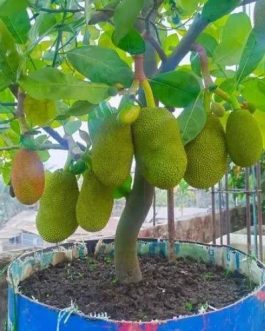 Vietnam Super Early Jackfruit (single plant)