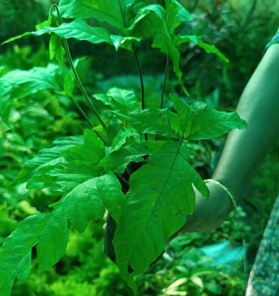 Halberd fern (single plant clump) - Image 4