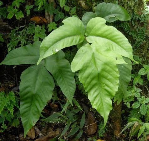 Halberd fern (single plant clump) - Image 2