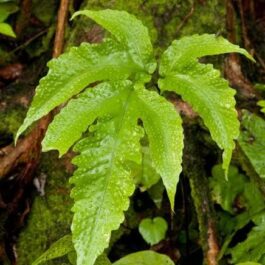 Halberd fern (single plant clump)