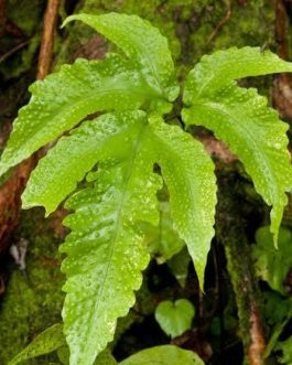 Halberd fern (single plant clump)