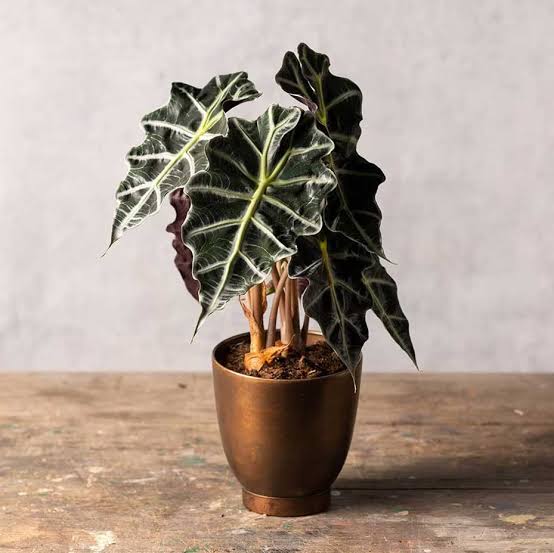 Alocasia Amazonica (single plant - Medium sized) - Image 3