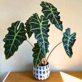 Alocasia Amazonica (single plant – Medium sized)