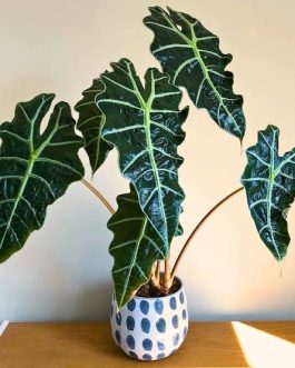 Alocasia Amazonica (single plant – Medium sized)