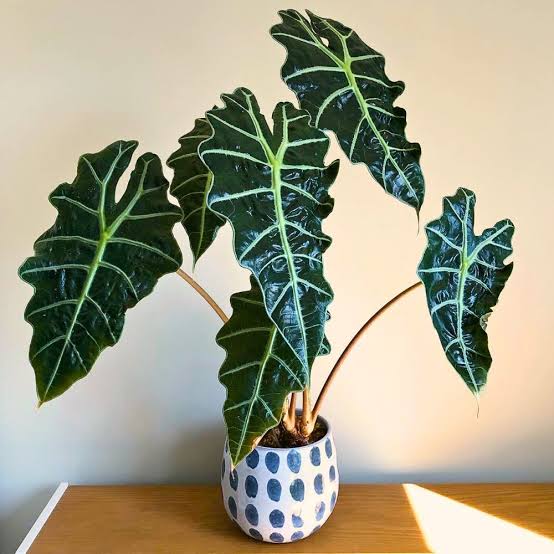Alocasia Amazonica (single plant - Medium sized)