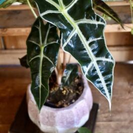 Alocasia Amazonica (single plant – Medium sized)
