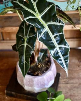 Alocasia Amazonica (single plant – Medium sized)