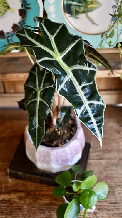 Alocasia Amazonica (single plant - Medium sized) - Image 2