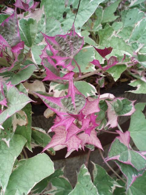 Tricolor Sweet Potato Vine/ ipomoea batatas (single plant) - Image 3