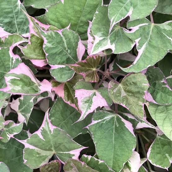 Tricolor Sweet Potato Vine/ ipomoea batatas (single plant) - Image 4