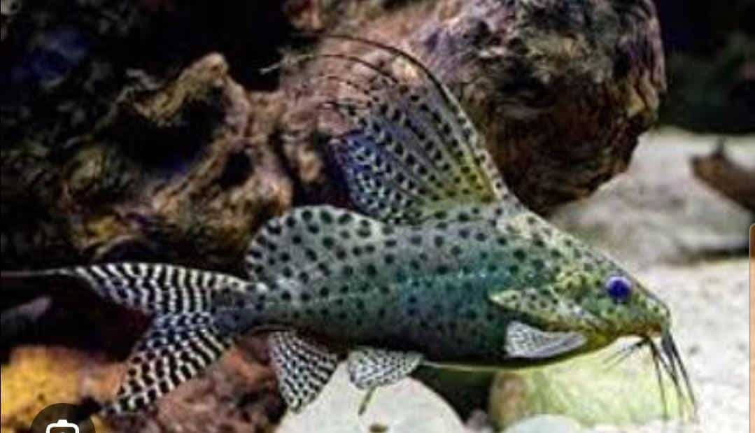 Feather fin cat fish ( 1 fish) - Image 3