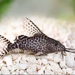 Feather fin cat fish ( 1 fish)